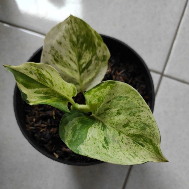 sirih manjula 3 - 4 daun