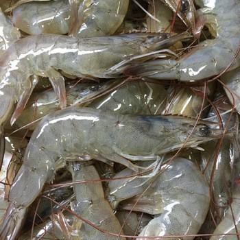 

Ikan / Udang Segar