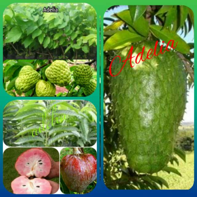 Paket 3 bibit,sirsak madu,srikaya jumbo merah, srikaya jumbo