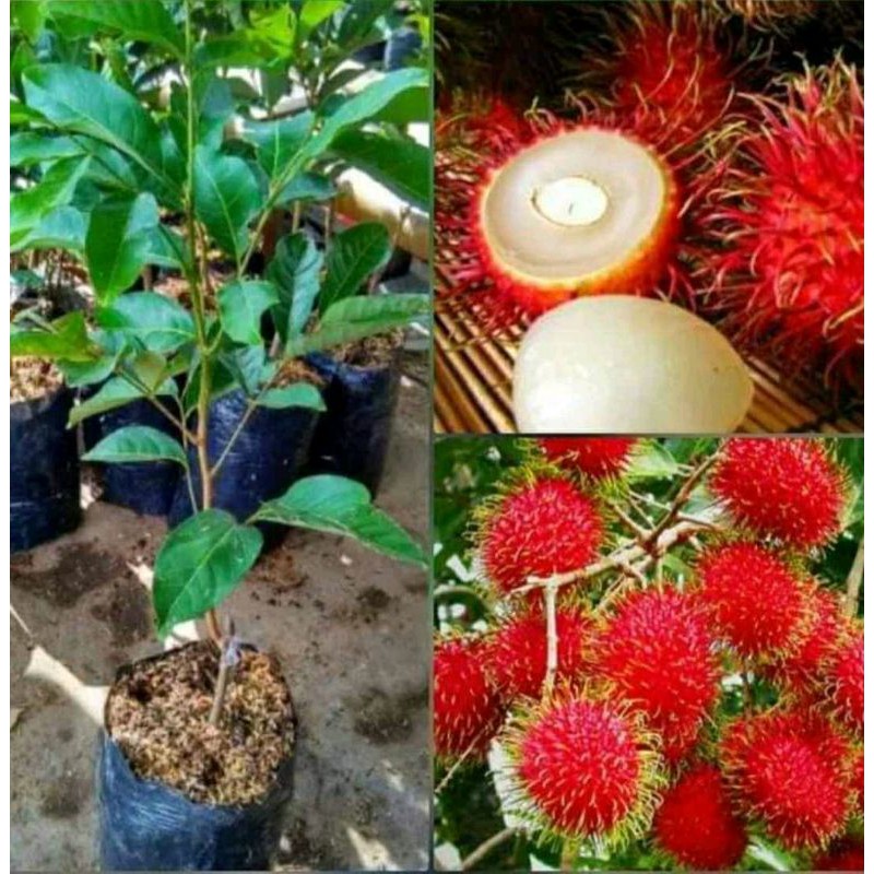 

Rambutan