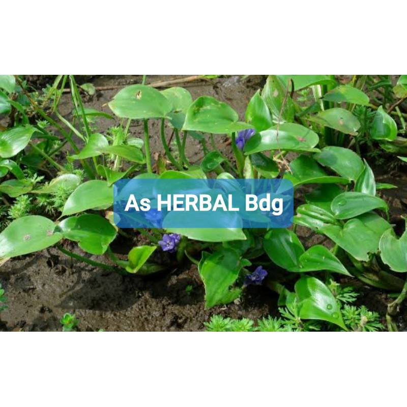 

Eceng sawah segar / sayuran eceng 500 gram-az