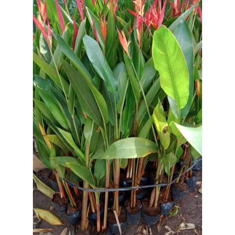 tanaman hias pisang heliconia / pisang pisangan 1 meter