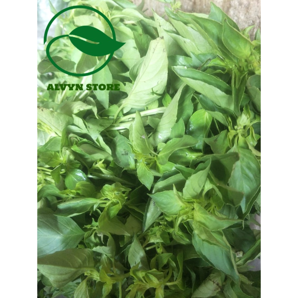 

DAUN KEMANGGI