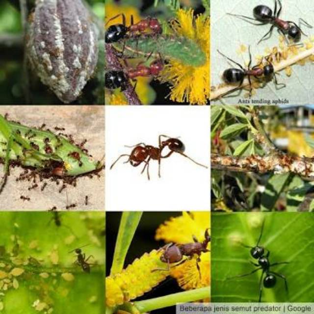 Termurah Umpan basmi semut Optigard ant