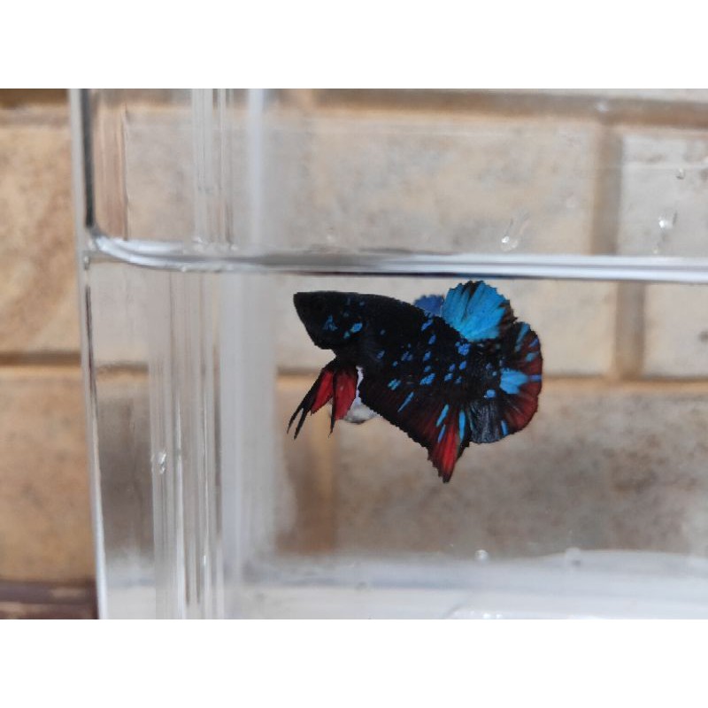 Cupang Avatar Gordon