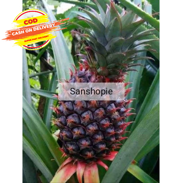 

Nanas Muda Segar Nanas Hitam Jual Per Buah