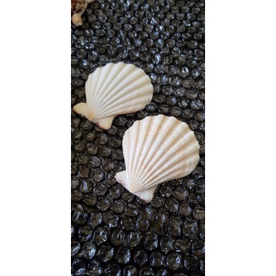 Cangkang kerang kipas