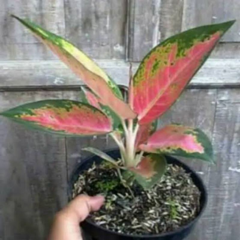 Aglonema kocin / tanaman hias hidup