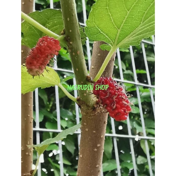 

[Fresh] BIBIT MURBEI 1KG / BIBIT STEK BUAH BERI / BIBIT STEK BUAH MURBERI SUDAH BER BUAH / BEBESARAN