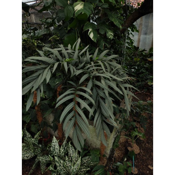 rhaphidophora Tenuis silver (rare)