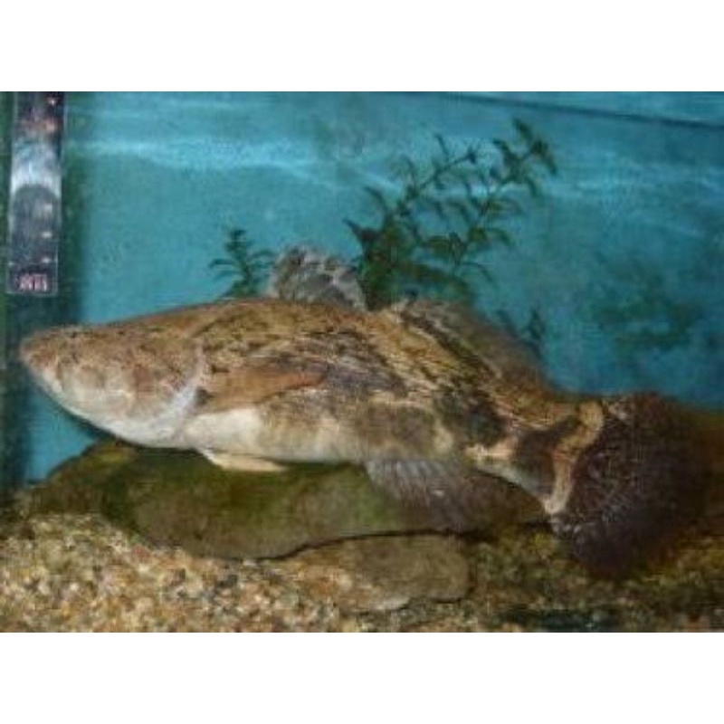 ikan predator air tawar hidup live. ikan boboso. ikan betutu. ikan gabus malas. ikan boso. ikan hias