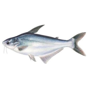 

Ikan patin segar super 1kg