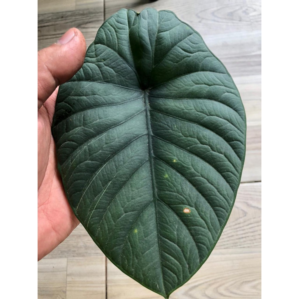 Bonggol Alocasia Alokasia Melo Badak | Melo Kapuas | Alocasia Chaii | Alocasia Chai