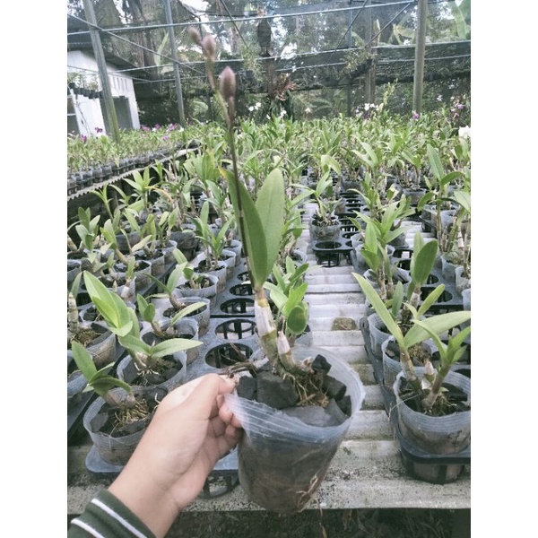 anggrek Dendro mini berbunga