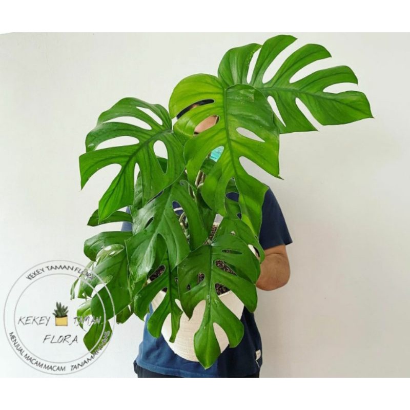 Tanaman Hias Monstera Rhapidapora Pertusa - Monstera Rhapidaora Pertusa