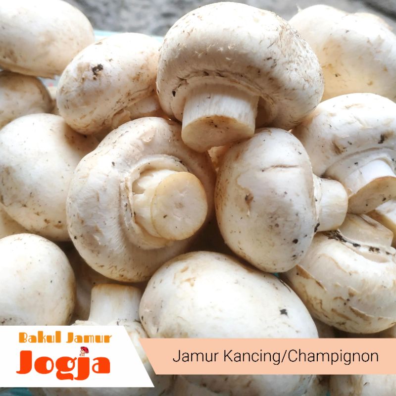 

JAMUR KANCING/CHAMPIGNON SEGAR (250 gram)