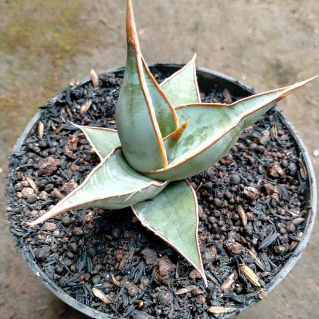 Sansivera Pinguiculata /sansiviera pinguin