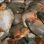 

Ikan Bawal Air Tawar