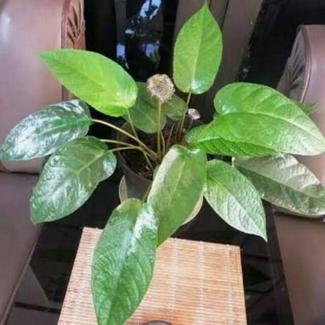 Bibit tanaman hias dorstenia elata anthurium konde putih