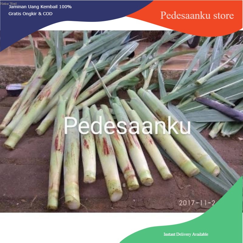 

Terubuk Segar 1kg