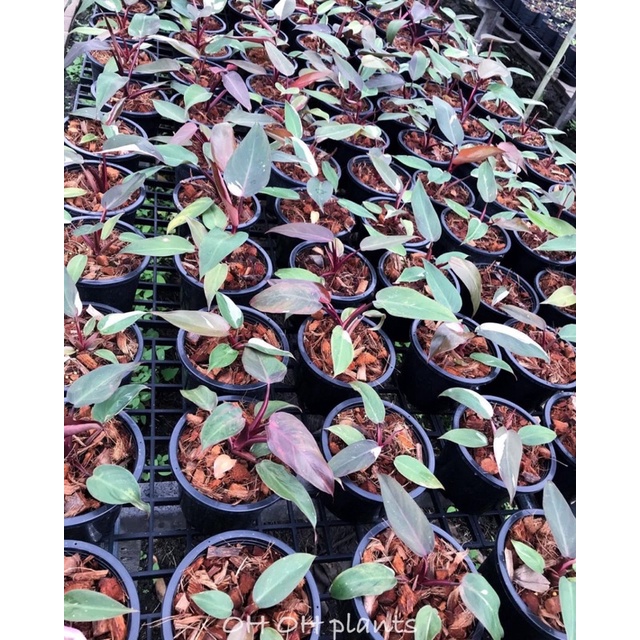 new bibit/bongol Philodendron Pink Princess