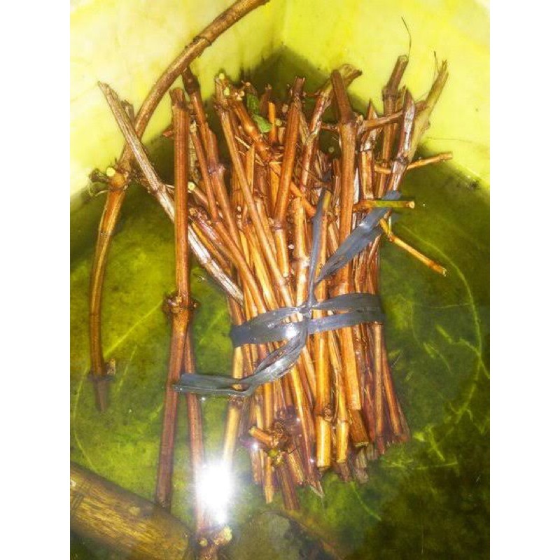 20 biji cutting fresh anggur Isabella