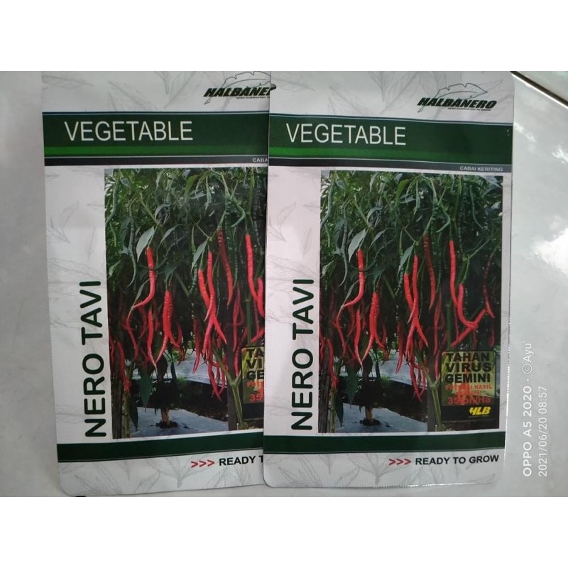 

Cabe Keriting NERO TAVI