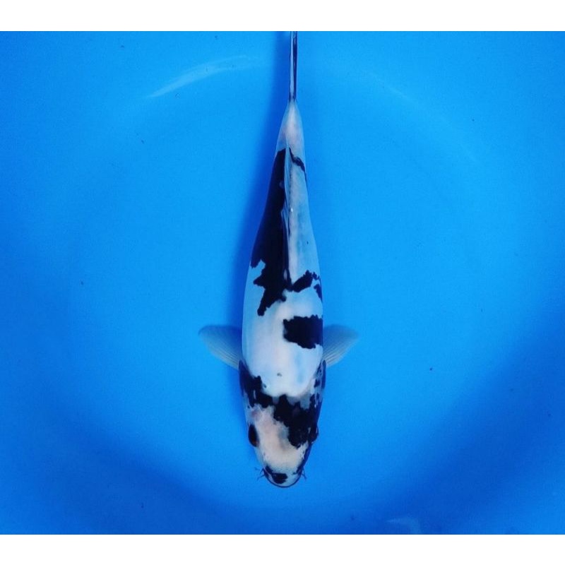 

ikan koi shiro utshuri ukuran 20-22cm