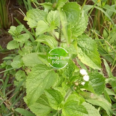 

Daun Badot Daun Bandotan 500 gram