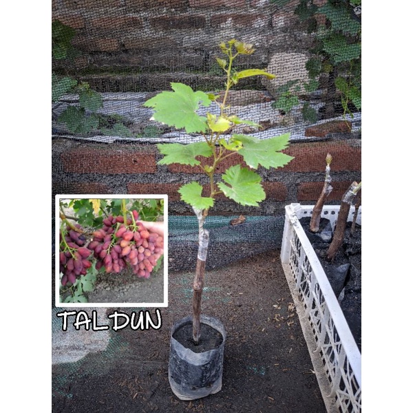 bibit anggur impor TALDUN asli/valid