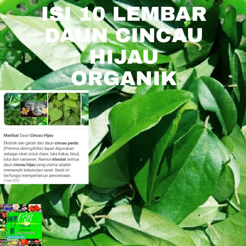

daun cincau hijau organik/10 lembar daun cincau perdu