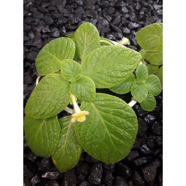 episcia import tropical topaz / episcia bunga kuning