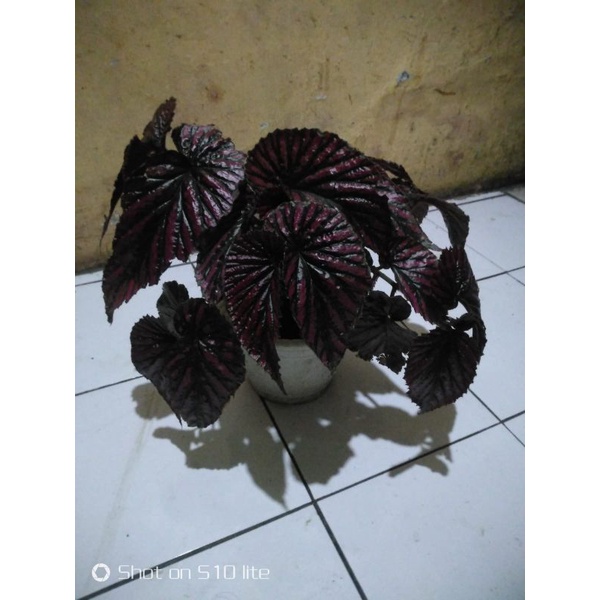 begonia rex walet