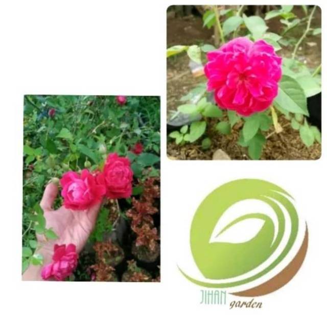 Bibit Tanaman Bunga Mawar Pink Harum