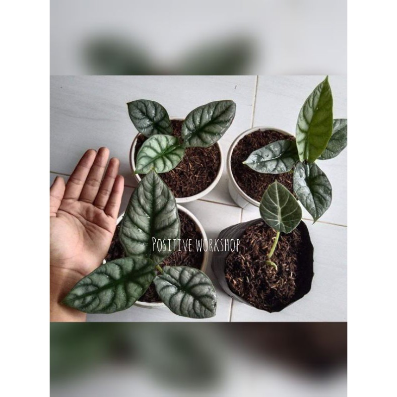 alokasia/alokasia dragon/alokasia tengkorak/alocasia/alokasia murah/bisa COD