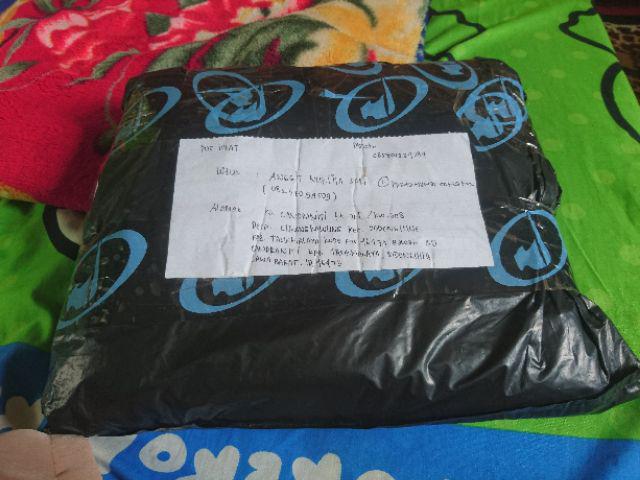 Gorden Prada Poni Daun Import/gordyn /horden/hordeng/gordeng/gorden Mewah Murah/gorden Import