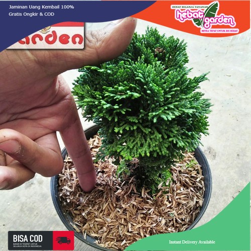 Cemara INOKI MINI bahan bonsai
