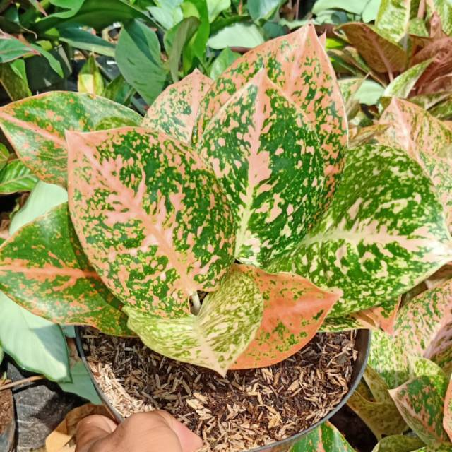 aglaonema stardas orange