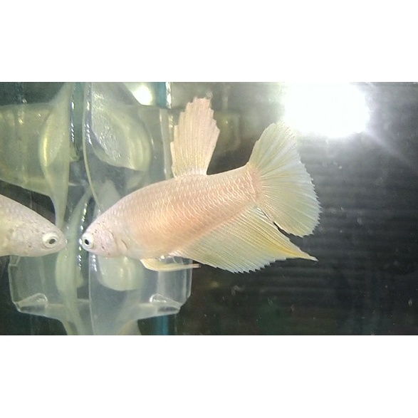 PROMO CUPANG HALFMOON FEMALE GOLD INDUKAN TOP GRADE (100% REAL PICT/ SESUAI FOTO)