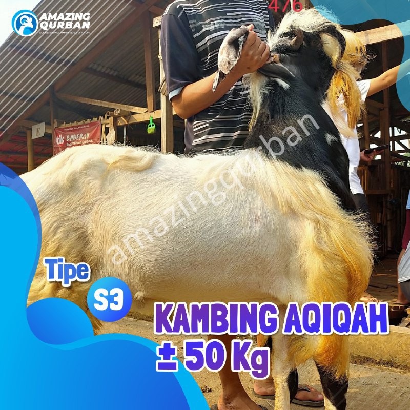 TERMURAH Aqiqah Hewan Qurban Kambing Bobot 50kg Premium BEST SELLER