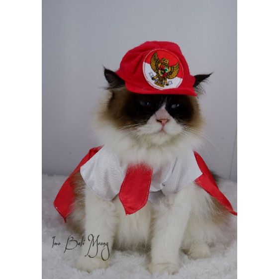 Kostum kucing sekolah baju kucing