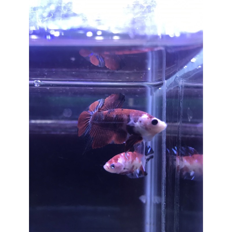 

Nemo multicolor (Orange)