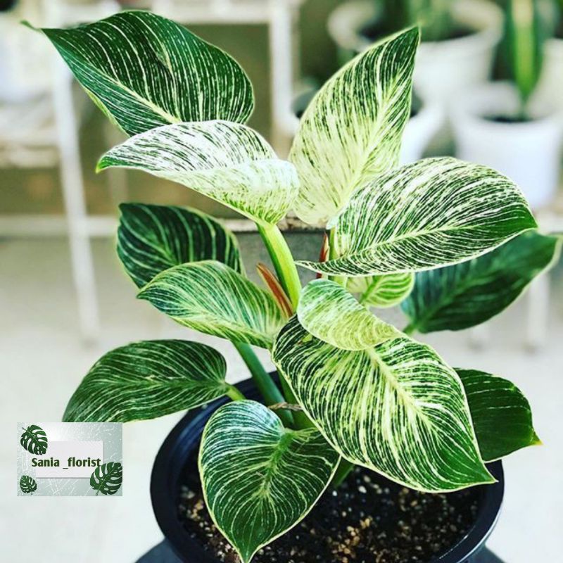 Tanaman Hias Philodendron Birkin Rimbun
