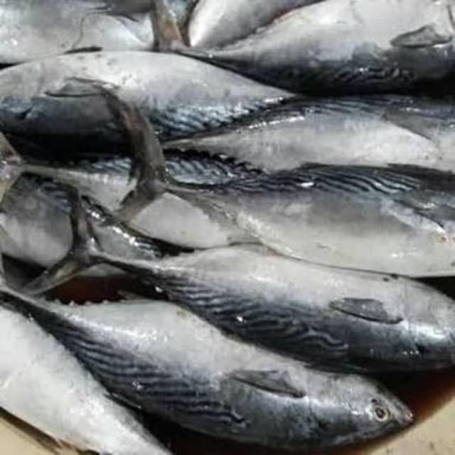 

Ikan tongkol 1kg segar dan termurah