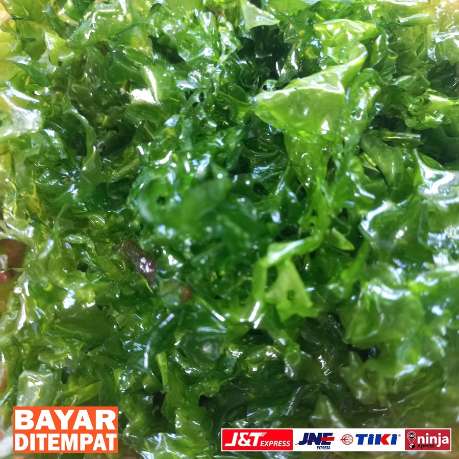 

Sayur laut, Rumput Laut, Selada laut