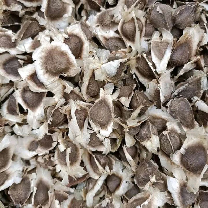 

benih biji kelor ukuran 1 kilo gram