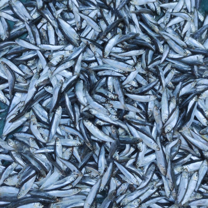 

ikan teri mairo basah halus kecil pasar online makassar