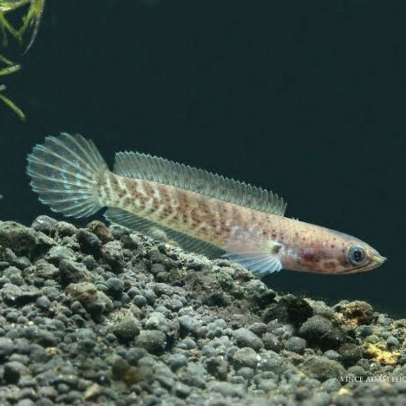 channa limbata cb 3-4 cm gondrong TERMURAH STOK TERBATAS