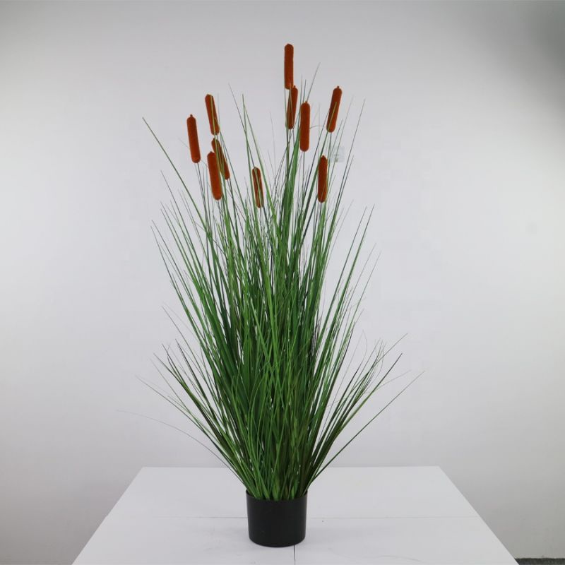 tanaman CatTail / Bulrush / stok (Typha latifolia) BESAR 1 METER