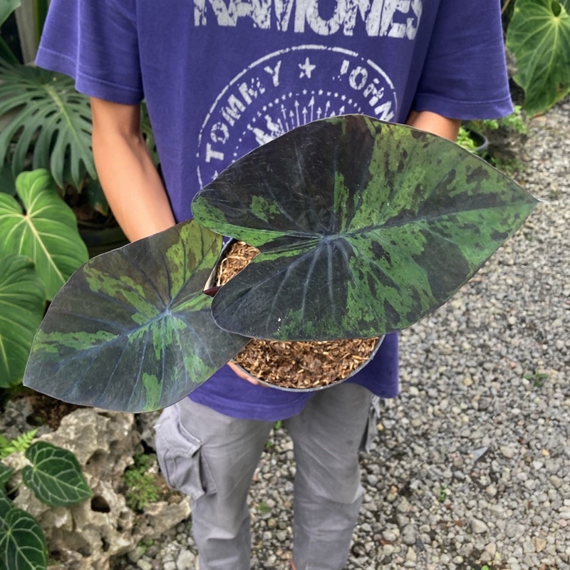 COLOCASIA BLACK MARBLE
